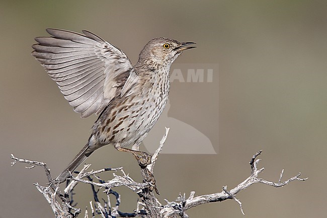Adult 
Mono Co., CA 
June 2011 stock-image by Agami/Brian E Small,