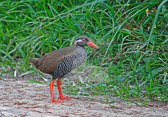 Adult Okinawa Rail (Hypotaenidia okinawae) walking along the road on Okinawa island, Japan stock-image by Agami/Pete Morris,