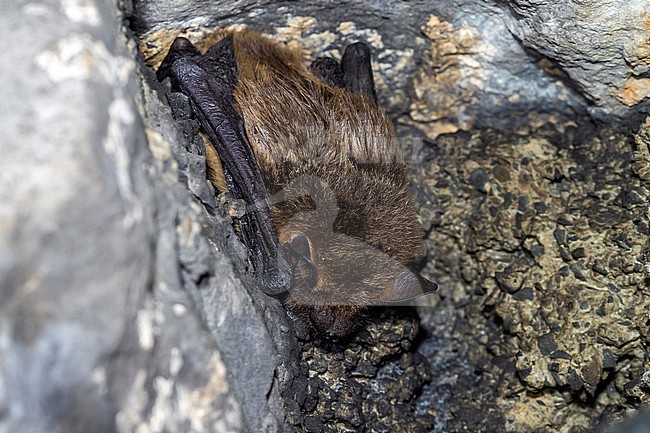 Serotine (Eptesicus serotinus) wintering in a cave near Modave Namus, Belgium. stock-image by Agami/Vincent Legrand,