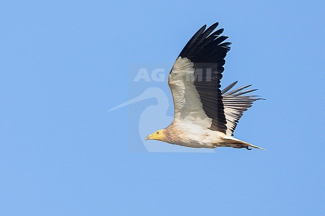 Egyptian Vulture (Neophron percnopterus), side view of an adult in flight, Basilicata, Italy stock-image by Agami/Saverio Gatto,
