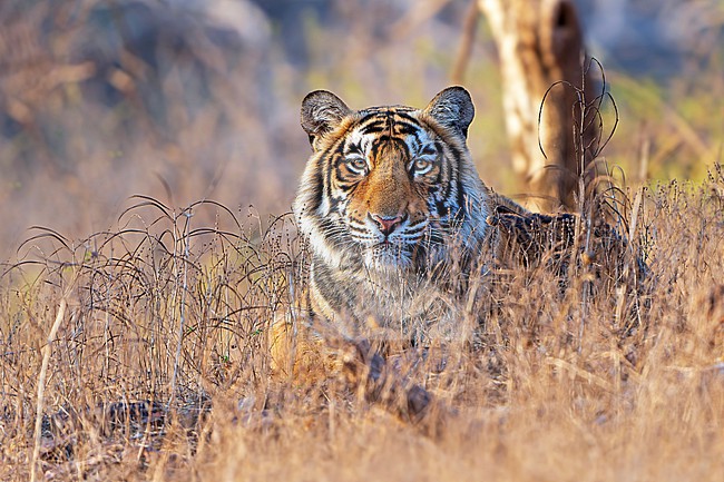 Bengal Tiger, Panthera tigris tigris, in India. stock-image by Agami/Dani Lopez-Velasco,