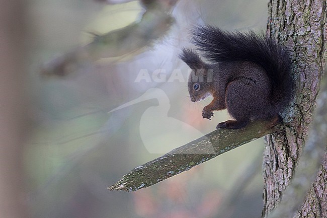 Red Squirrel - Eichhörnchen - Sciurus vulgaris fuscoater, Germany, adult stock-image by Agami/Ralph Martin,