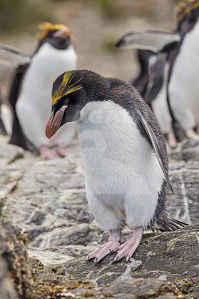 Macaroni Penguin (Eudyptes chrysolophus) on South Georgia. stock-image by Agami/Pete Morris,