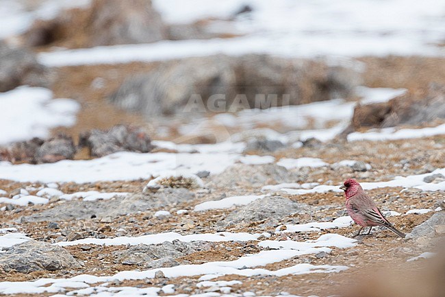 Great Rosefinch (Carpodacus rubicilla) adult male perched on a rocky ground stock-image by Agami/Ralph Martin,