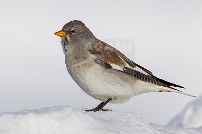 Sneeuwvink; Snowfinch; Montifringilla nivalis stock-image by Agami/Daniele Occhiato,