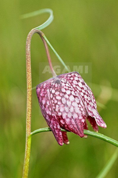 Kievitsbloem, Snakes Head Fritillary, Fritillaria meleagris stock-image by Agami/Marc Guyt,
