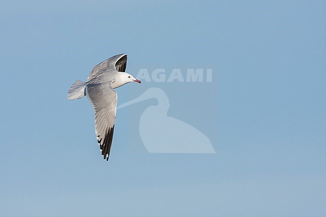 Audouins Meeuw, Audouin's Gull; Ichthyaetus audouinii, Spain (Mallorca), adult stock-image by Agami/Ralph Martin,
