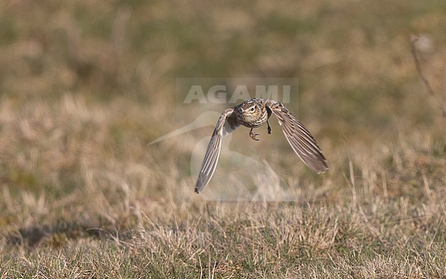 Eurasian Skylark (Alauda arvensis) in flight on a meadow in Zealand, Denmark stock-image by Agami/Helge Sorensen,