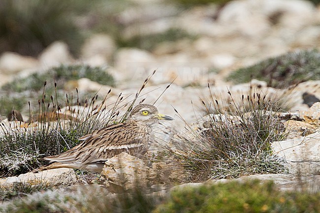 Eurasian Stone-Curlew - Triel - Burhinus oedicnemus ssp. saharae, Cyprus, adult stock-image by Agami/Ralph Martin,