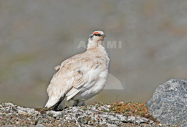 Adult Rock Ptarmigan (Lagopus muta hyperborea) at Svalbard stock-image by Agami/Pete Morris,