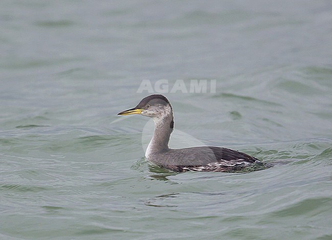 Wintering Red-necked Grebe (Podiceps griseigena) along the North Sea coast in the Benelux. stock-image by Agami/Kris de Rouck,
