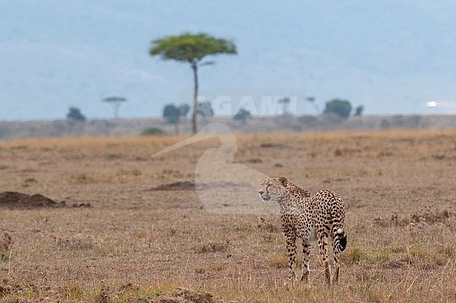 A cheetah, Acinonyx jubatus, surveying the savanna. Masai Mara National Reserve, Kenya. stock-image by Agami/Sergio Pitamitz,