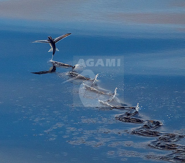 Side view of a flying fish (Exocoetidae species) in flight over the Pacific ocean. Waters between Solomon Islands. Flying fish can make powerful, self-propelled leaps out of the water and glide with their long wing-like fins for considerable distances above the water's surface. stock-image by Agami/Marc Guyt,