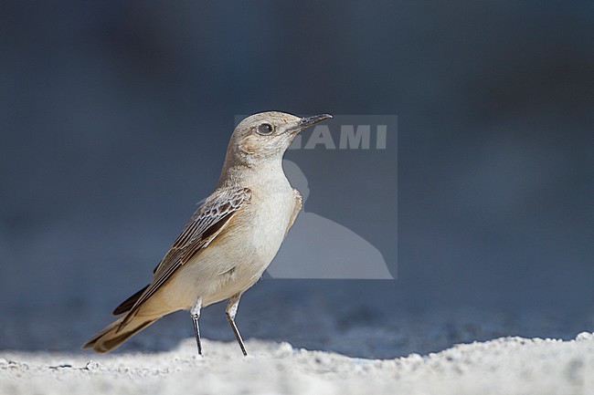 Hooded Wheatear - Kappensteinschmätzer - Oenanthe monacha, Oman, adult female stock-image by Agami/Ralph Martin,