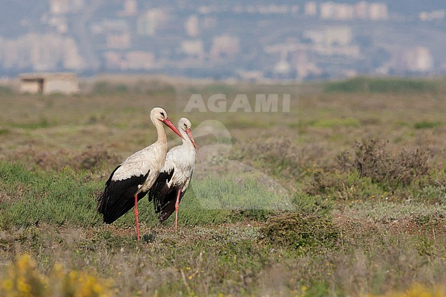 White Stork - Weissstorch - Ciconia ciconia ssp. ciconia, Turkey stock-image by Agami/Ralph Martin,