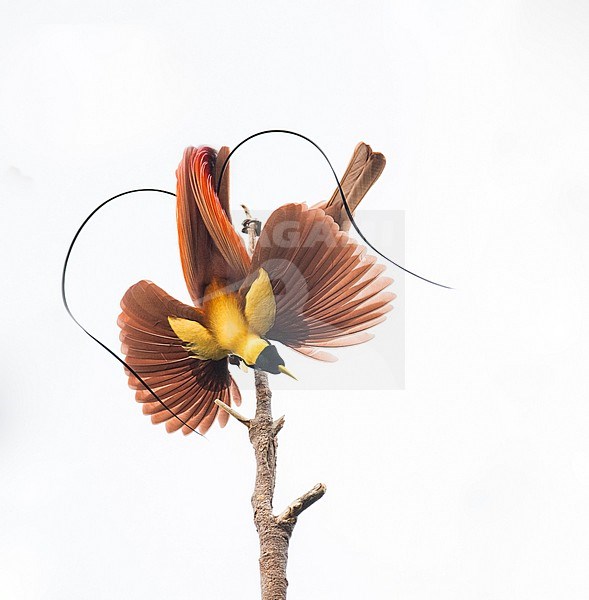 red bird-of-paradise (Paradisaea rubra) male displaying in Papua New Guinea stock-image by Agami/Dustin Chen,