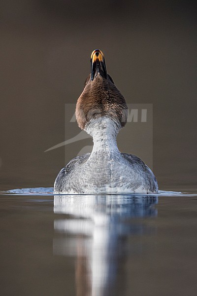 Common Goldeneye - Schellente - Bucephala clangula ssp. clangula, Germany, adult female stock-image by Agami/Ralph Martin,