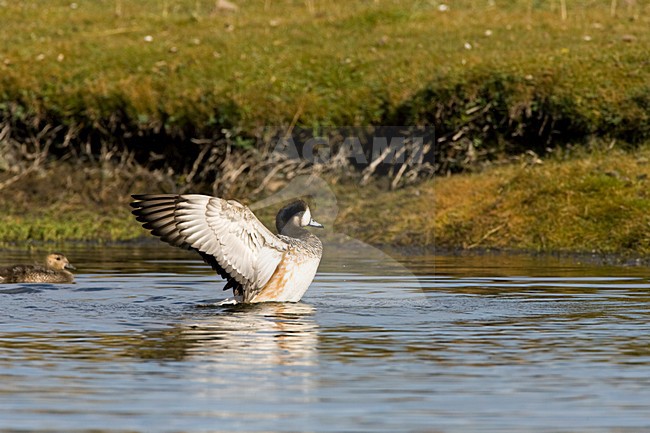 Fladderende Chileense Smient;  Flapping Chilean Wigeon stock-image by Agami/Marc Guyt,