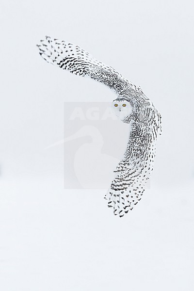 Snowy Owl (Bubo scandiacus) in snow covered landscape in Ontario Canada. stock-image by Agami/Marcel Burkhardt,