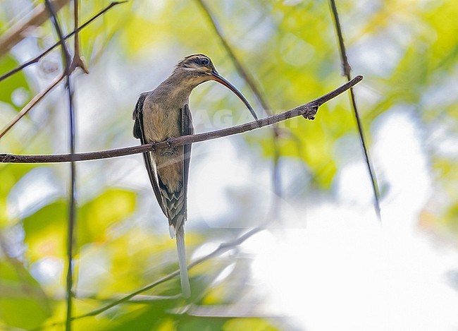 Mexican Hermit (Phaethornis mexicanus) in Western Mexico. stock-image by Agami/Pete Morris,