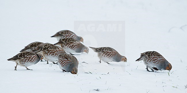 Patrijs in de sneeuw, Grey Partridge in the snow stock-image by Agami/Markus Varesvuo,
