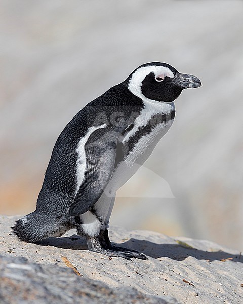 African Penguin (Spheniscus demersus), side view of an adult standing on a rock, Western Cape, South Africa stock-image by Agami/Saverio Gatto,