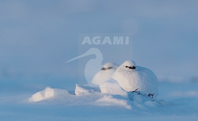 Mannetje Alpensneeuwhoen in de sneeuw, Male Rock Ptarmigan in the snow stock-image by Agami/Markus Varesvuo,