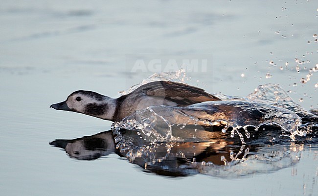 Vrouwtje IJseend; Female Long-tailed Duck stock-image by Agami/Markus Varesvuo,