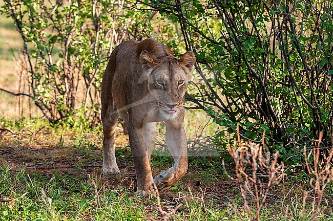 Portrait of a lioness, Panthera leo, walking among shrubs. Samburu National Park, Kenya. stock-image by Agami/Sergio Pitamitz,