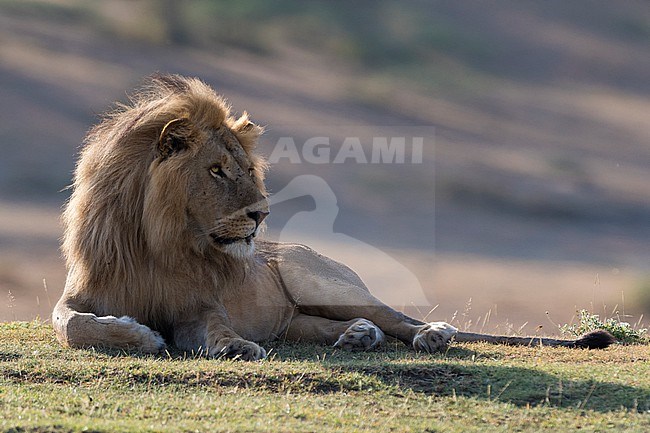 Portrait of a male lion, Panthera leo, resting in the morning. Ndutu, Ngorongoro Conservation Area, Tanzania stock-image by Agami/Sergio Pitamitz,