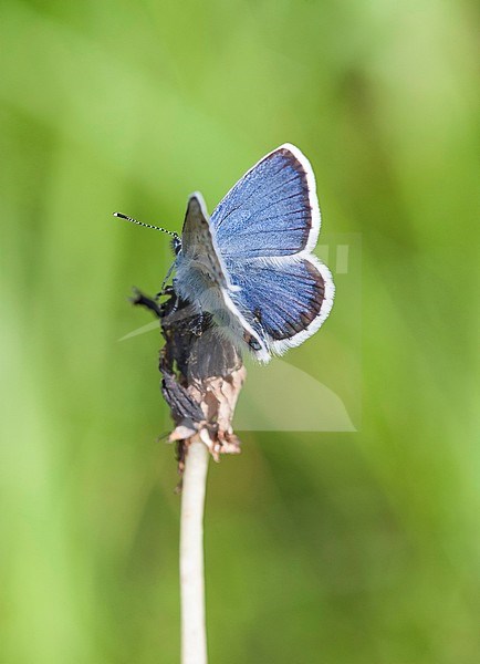 Idas Blue, Plebejus idas, male stock-image by Agami/Dick Forsman,