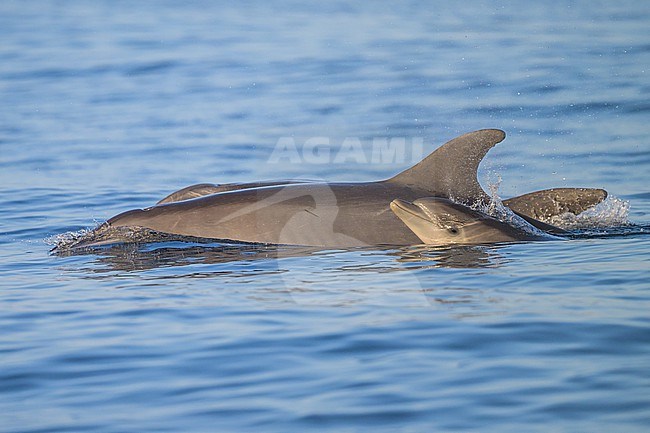 Group of Bottlenose dolphins, Tursiops truncatus, including a mother and its calf. stock-image by Agami/Sylvain Reyt,