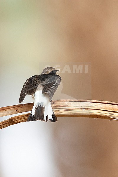 Second-summer male Pied Wheatear (Oenanthe pleschanka) in palm plantage near Eilat, Israel during spring migration. stock-image by Agami/Marc Guyt,