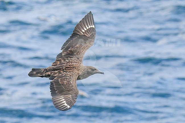 Great Skua (Stercorarius skua) flying against a blue sea as background, in Brittany, France. stock-image by Agami/Sylvain Reyt,
