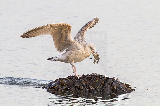 Herring Gull, first winter, 1 Cy, with crab, on weed covered rock wings open stock-image by Agami/Menno van Duijn,