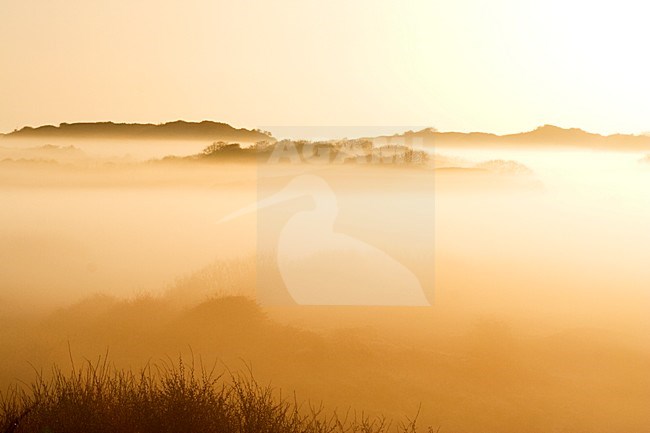 Berkheide in de ochtendnevel; Dunes near Wassenaar in morning fog stock-image by Agami/Marc Guyt,
