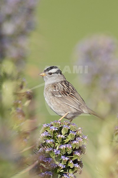 Witkruingors; White-crowned Sparrow stock-image by Agami/Mike Danzenbaker,
