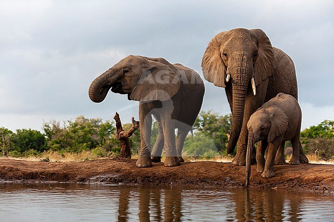 A herd of African elephants, Loxodonta africana, drinking. Mashatu Game Reserve, Botswana. stock-image by Agami/Sergio Pitamitz,