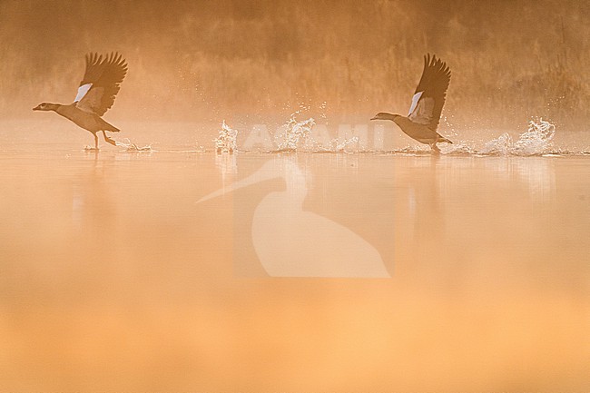  stock-image by Agami/Menno van Duijn,