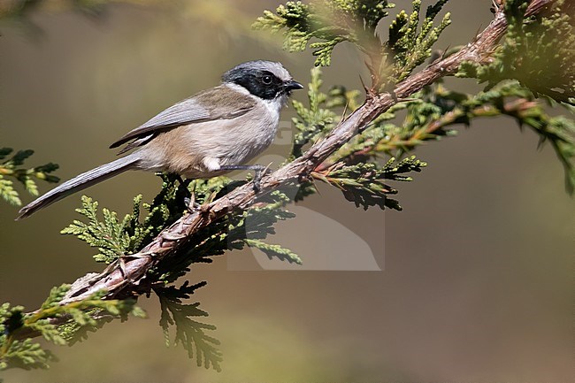 Black-eared Bushtit (Psaltriparus melanotis) perched on a branch in a rainforest in Guatemala. Sometimes considered a subspecies. stock-image by Agami/Dubi Shapiro,