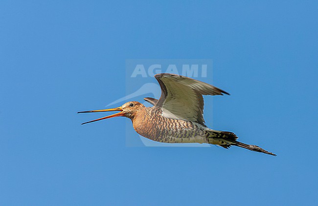 Black-tailed Godwit (Limosa limosa) in the Netherlands. stock-image by Agami/Marc Guyt,