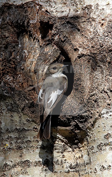 Bonte Vliegenvanger bij het nest; European Pied Flycatcher (Ficedula hypoleuca) at its nestholte stock-image by Agami/Tomi Muukkonen,