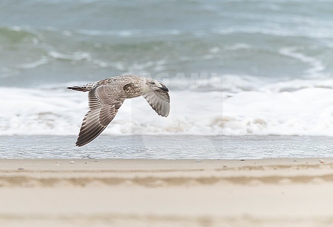 Immature European Herring Gull (Larus argentatus) flying over the beach of Wadden island Vlieland in the Netherlands. stock-image by Agami/Marc Guyt,