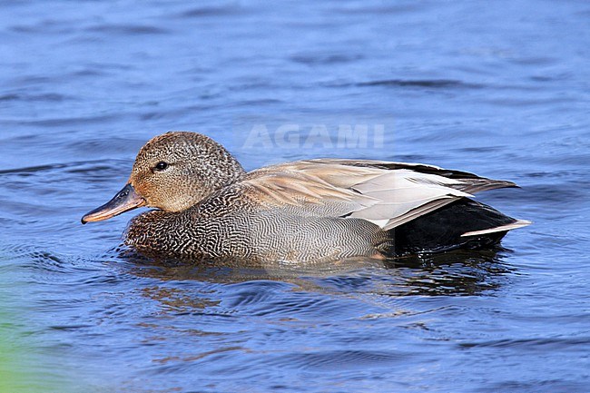 Gadwall (Mareca strepera) taken the 23/06/2022 at Nome - Alaska. stock-image by Agami/Nicolas Bastide,