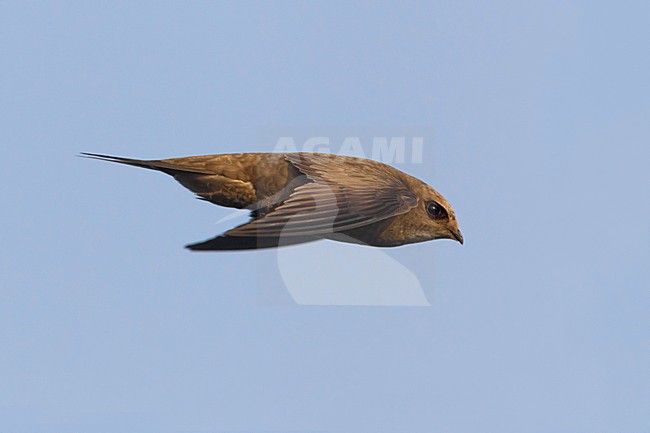 Vale Gierzwaluw in de vlucht; Pallid Swift in flight stock-image by Agami/Daniele Occhiato,