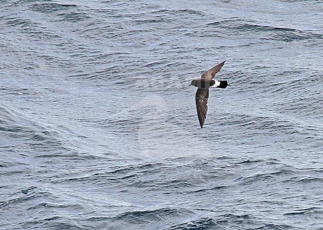 New Zealand Storm Petrel (Fregetta maoriana), a critically endangered seabird species endemic to New Zealand. stock-image by Agami/Pete Morris,
