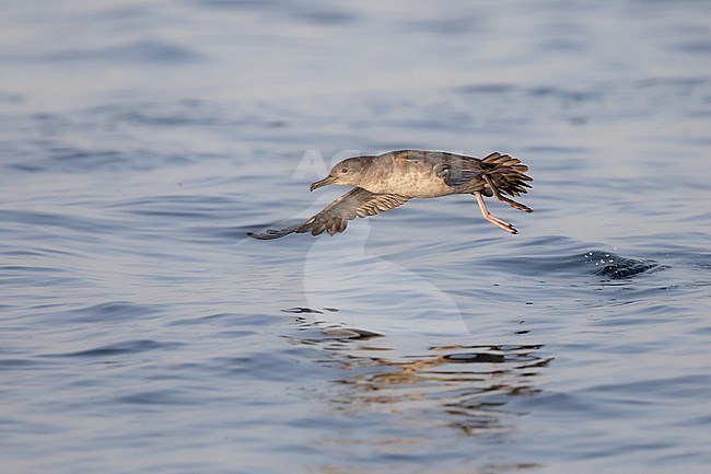 Balearic shearwater (Puffinus mauretanicus), in flight, with the sea as background stock-image by Agami/Sylvain Reyt,