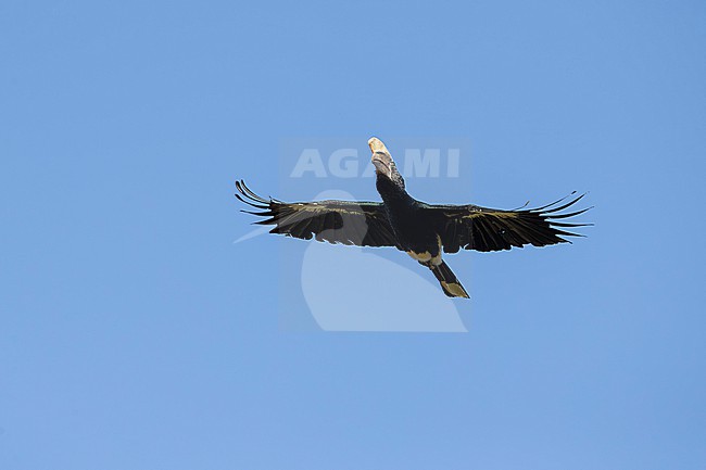 a silvery-cheeked hornbill (Bycanistes brevis)  in flight, found at Bidre in Ethiopia stock-image by Agami/Mathias Putze,
