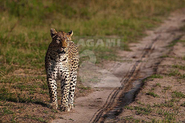 A female leopard, Panthera pardus, patrolling her territory. Khwai Concession, Okavango Delta, Botswana. stock-image by Agami/Sergio Pitamitz,