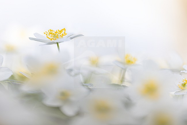 Wood anemone, Anemone nemorosa stock-image by Agami/Wil Leurs,